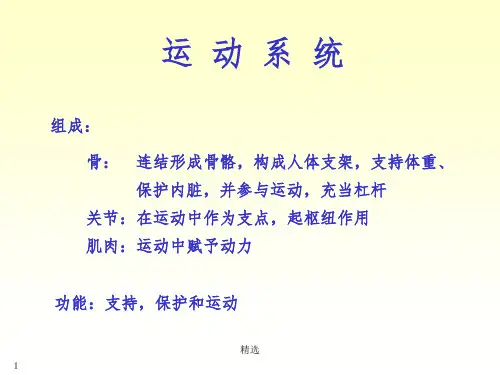 人体骨骼解剖学课件