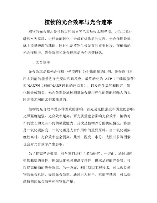 植物的光合效率与光合速率