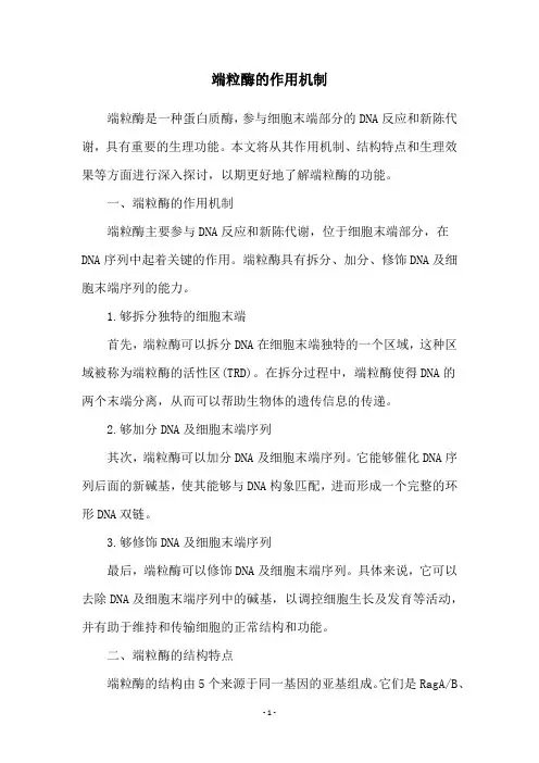 端粒酶的作用机制