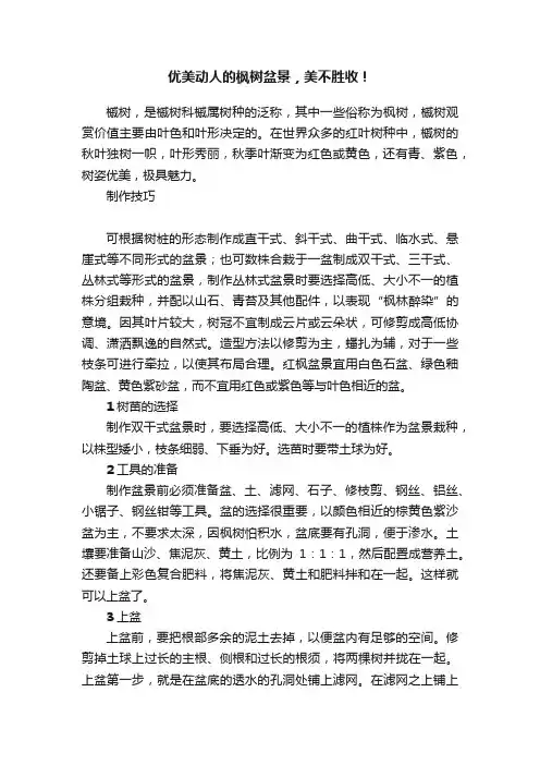 优美动人的枫树盆景，美不胜收！