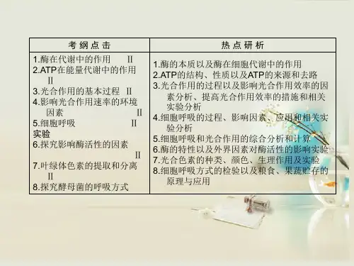 酶催化反应速率随酶浓度变化曲线图