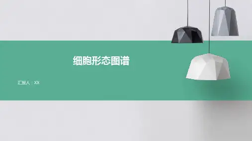 细胞形态图谱