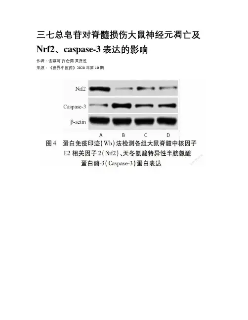 三七总皂苷对脊髓损伤大鼠神经元凋亡及Nrf2、caspase-3表达的影响