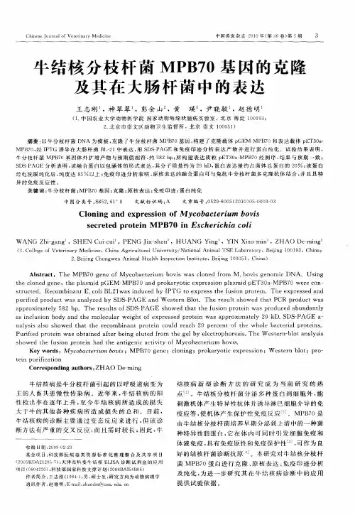 牛结核分枝杆菌MPB70基因的克隆及其在大肠杆菌中的表达