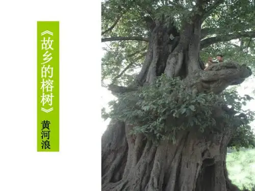 《故乡的榕树》杜敏