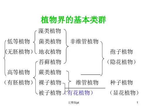 普通生物学第十章植物的类群(二)