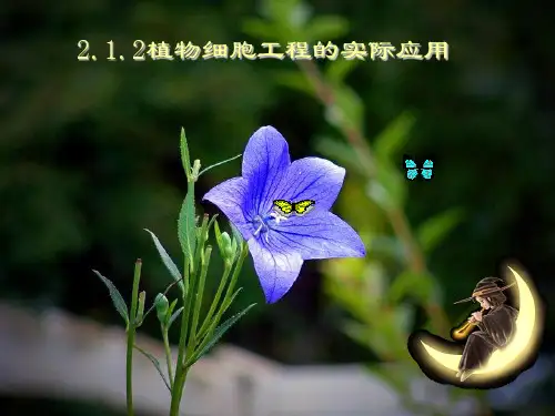 植物细胞工程的实际应用课件