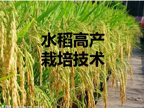 水稻高产栽培技术ppt
