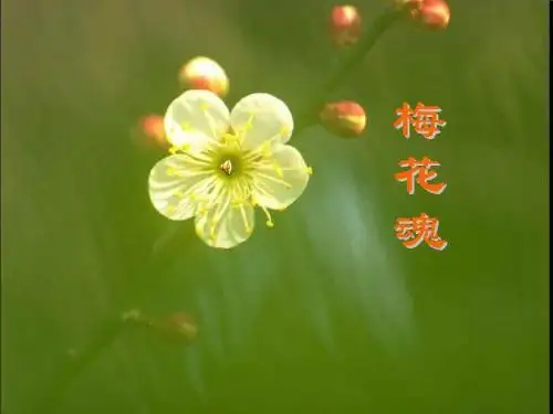 梅花魂上课课件