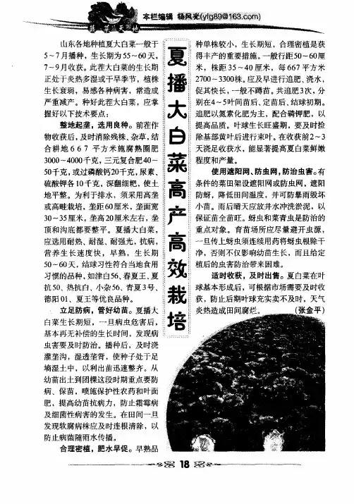 夏播大白菜高产高效栽培