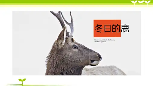 少儿《冬日的鹿》素描水粉(8-12岁)—美术课件