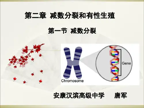 减数分裂