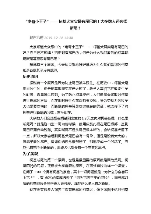 “电臀小王子”——柯基犬其实是有尾巴的！大多数人还选择断尾？