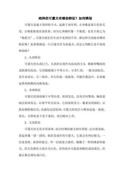 纯种的可蒙犬有哪些特征？如何辨别
