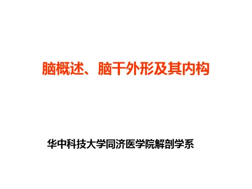 脑干