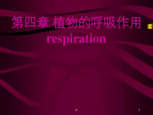 植物生理学第4章   呼吸作用