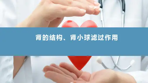 肾的排泄功能(生理学课件)