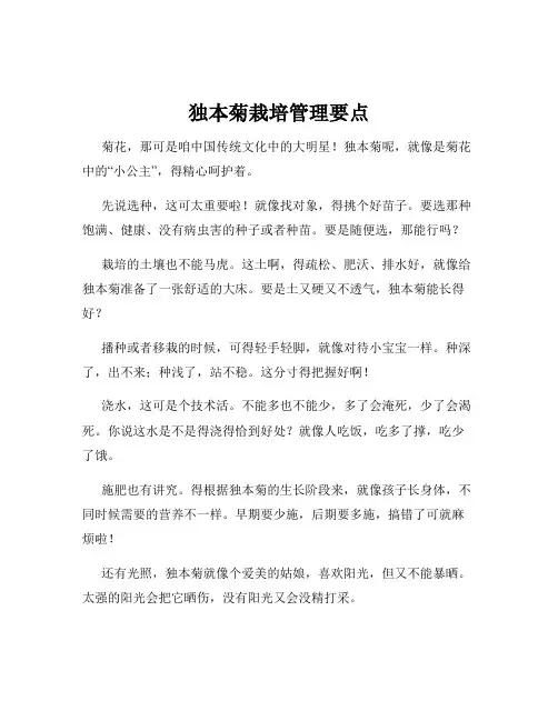 独本菊栽培管理要点
