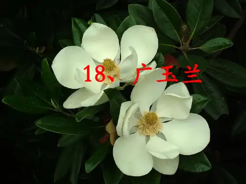苏教版小学语文六年级下册《广玉兰》课件[1]1
