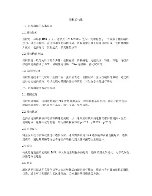 质粒的构建