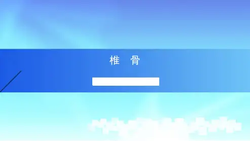 椎骨人体解剖学
