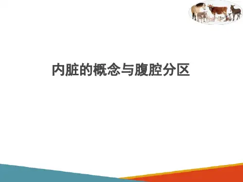 动物内脏概论—内脏概念及分区(动物解剖课件)