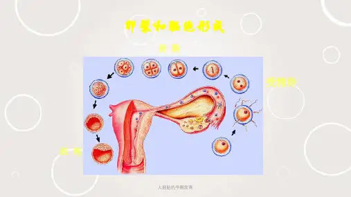 人胚胎的早期发育ppt课件