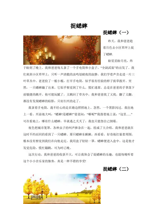 捉蟋蟀(共10篇)