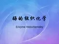 酶的组织化学