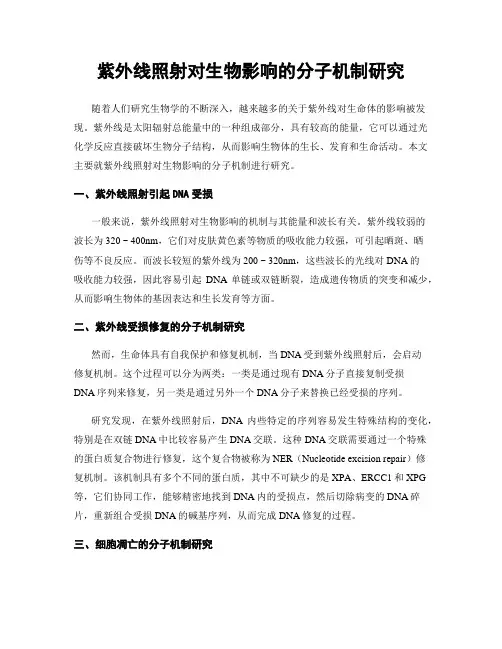紫外线照射对生物影响的分子机制研究