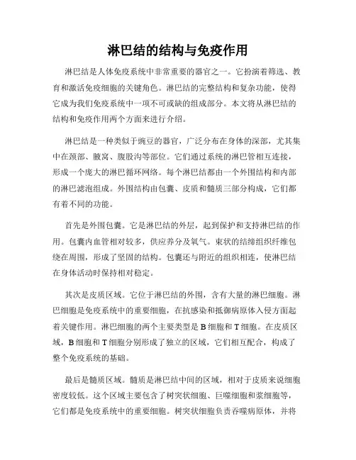 淋巴结的结构与免疫作用