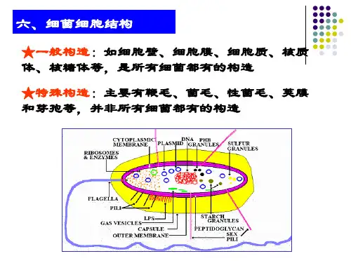 第二章-2 细菌细胞结构