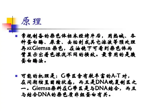 人类染色体G显带标本的制备