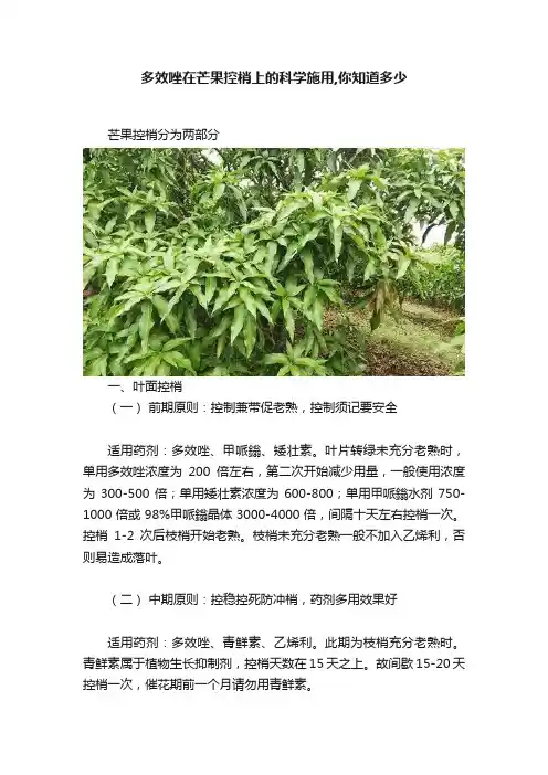 多效唑在芒果控梢上的科学施用,你知道多少