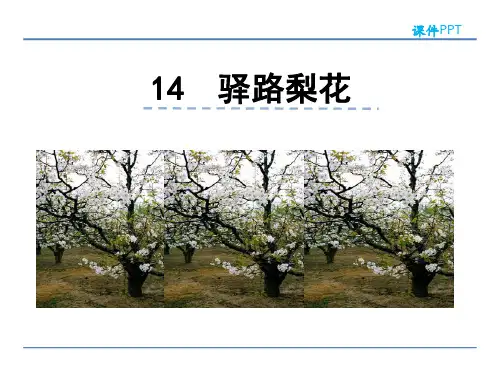 《驿路梨花》ppt课件(30页)