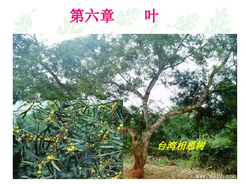第六章叶.ppt
