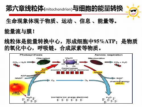 线粒体与细胞的能量转换
