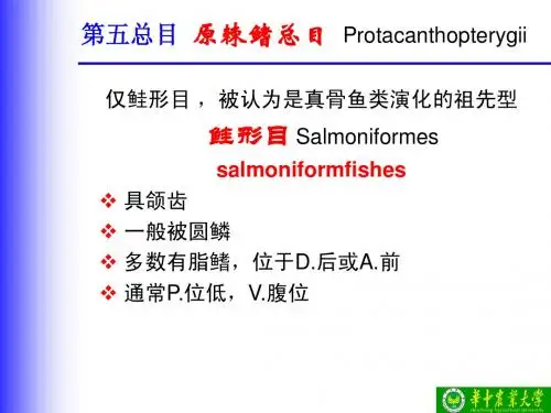 硬骨鱼纲 5 6 7总目