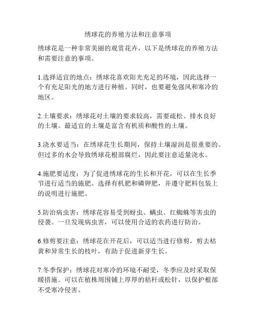 绣球花的养殖方法和注意事项