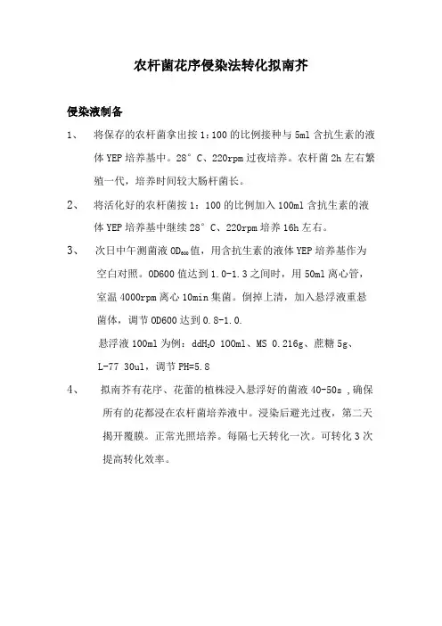 农杆菌花序侵染法转化拟南芥