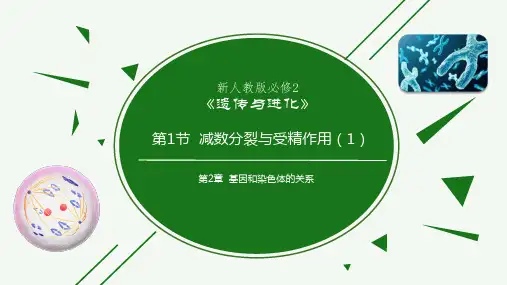 减数分裂(课件)高一生物(人教版2019必修2)