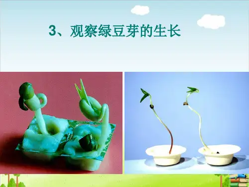 《观察绿豆芽的生长》PPT课件教科版