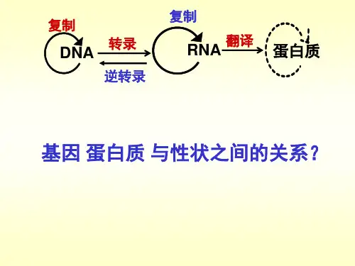 基因表达与性状的关系ppt
