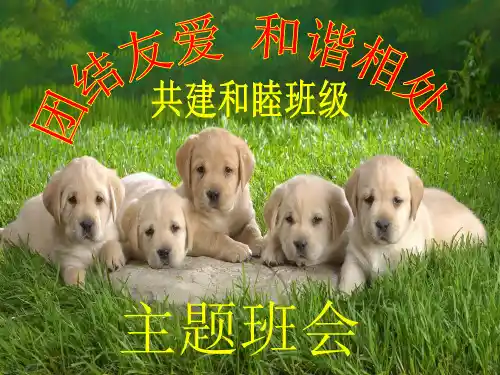 小学生团结友爱和睦共处主题班会ppt课件