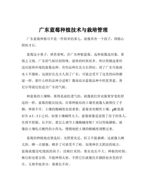 广东蓝莓种植技术与栽培管理