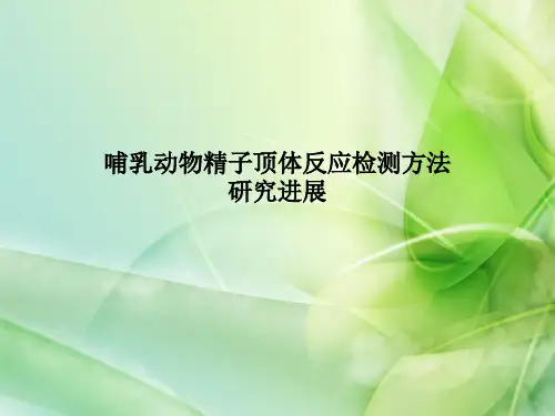 哺乳动物精子顶体反应检测方法研究进展
