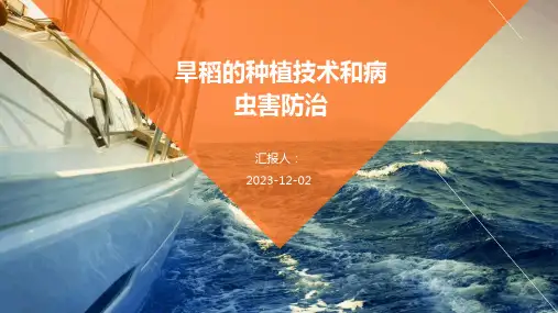 旱稻的种植技术和病虫害防治