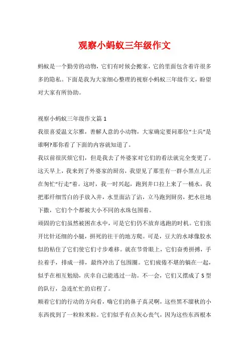 观察小蚂蚁三年级作文