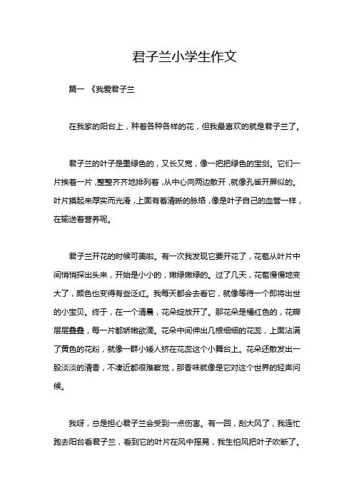 君子兰小学生作文