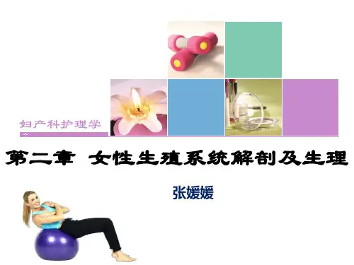 第5版教材 第二章 女性生殖系统解剖及生理